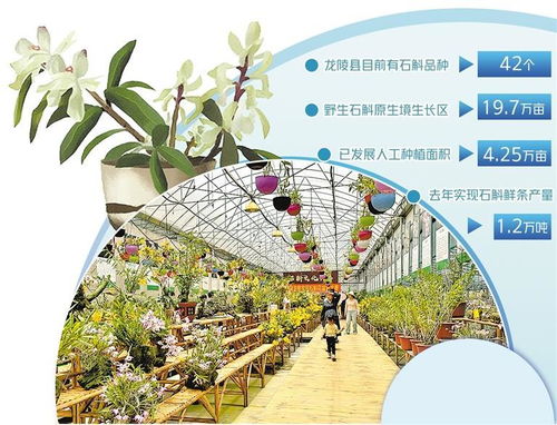 云南龍陵縣 推動石斛花卉融合發展