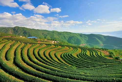 雙江 多舉措推動(dòng)生態(tài)保護(hù)和特色產(chǎn)業(yè)發(fā)展 頭圖 臨滄頻道 云南網(wǎng)